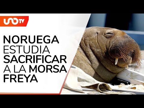 Noruega: morsa Freya es sacrificada; expertos afirmaron que sufría estrés -  Uno TV