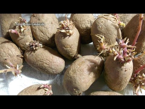 🥔Kartoffeln zu früh gekeimt? Keine Panik!