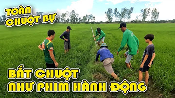 Săn bắt chuột phá hoại mùa màng gây cấn như phim hành động P.1/NGÃ NĂM TV