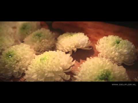 Video: Kupika Chrysanthemum Ya Curd