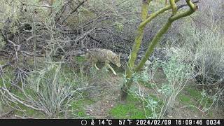 Two Coyotes walk by the fence and sniff around