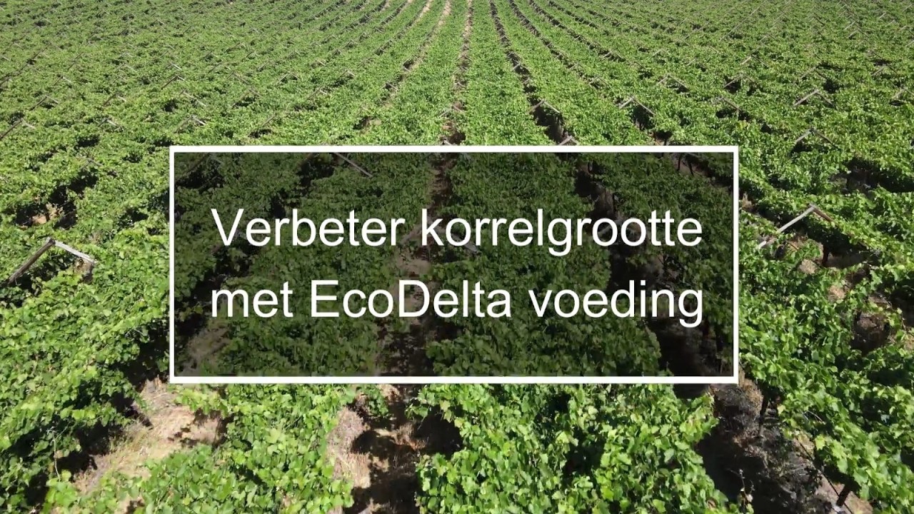 Verbeter korrelgrootte met EcoDelta voeding!