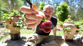 Super Simple Soilless Strawberry System