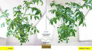 Drought stress Tomato COMPO EXPERT Video