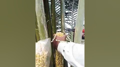 Date Palm Pollination || Effective & Easy Method || Cross Pollination Techniques