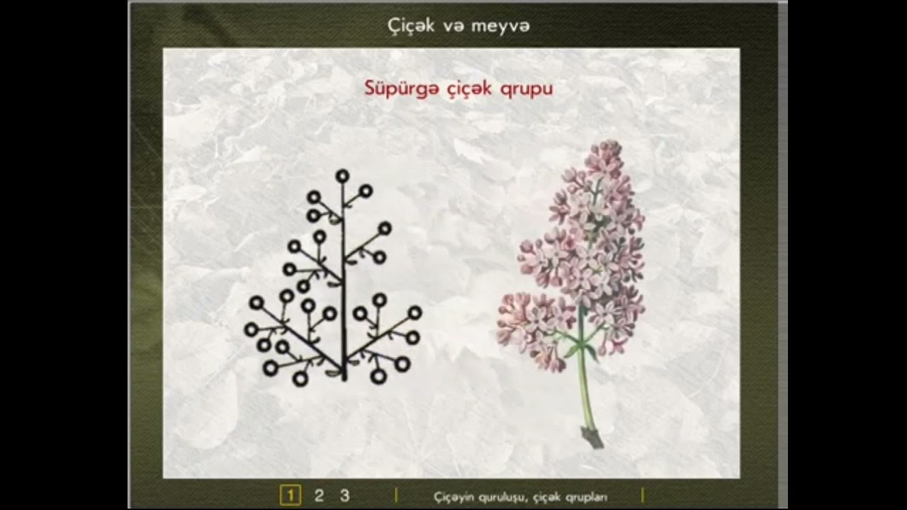 Çiçək,çiçək qrupları|Tozlanma və Mayalanma|