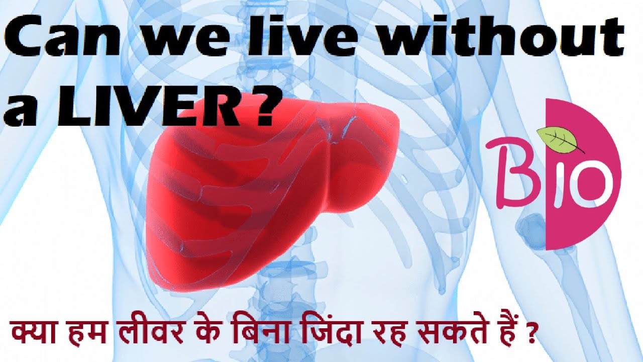 Can we live without a liver? क्या हम लीवर के बिना जिंदा रह सकते हैं? by