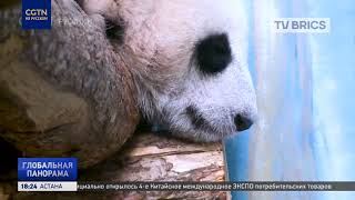 В Московском зоопарке рассказали, как проходят буднисемимесячной панды, и что её ждёт в будущем