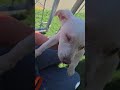 Dare Devil video