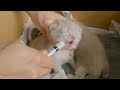 Kitten drinks milk with a syringe.