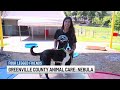 Four Legged Friends: Nebula