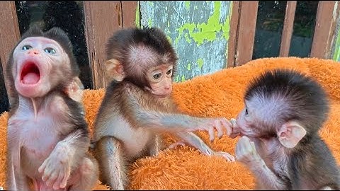 INCREDIBLE RUBY TEACHES THIS BABY MONKEY GOOD BEHAVIOR!!! 