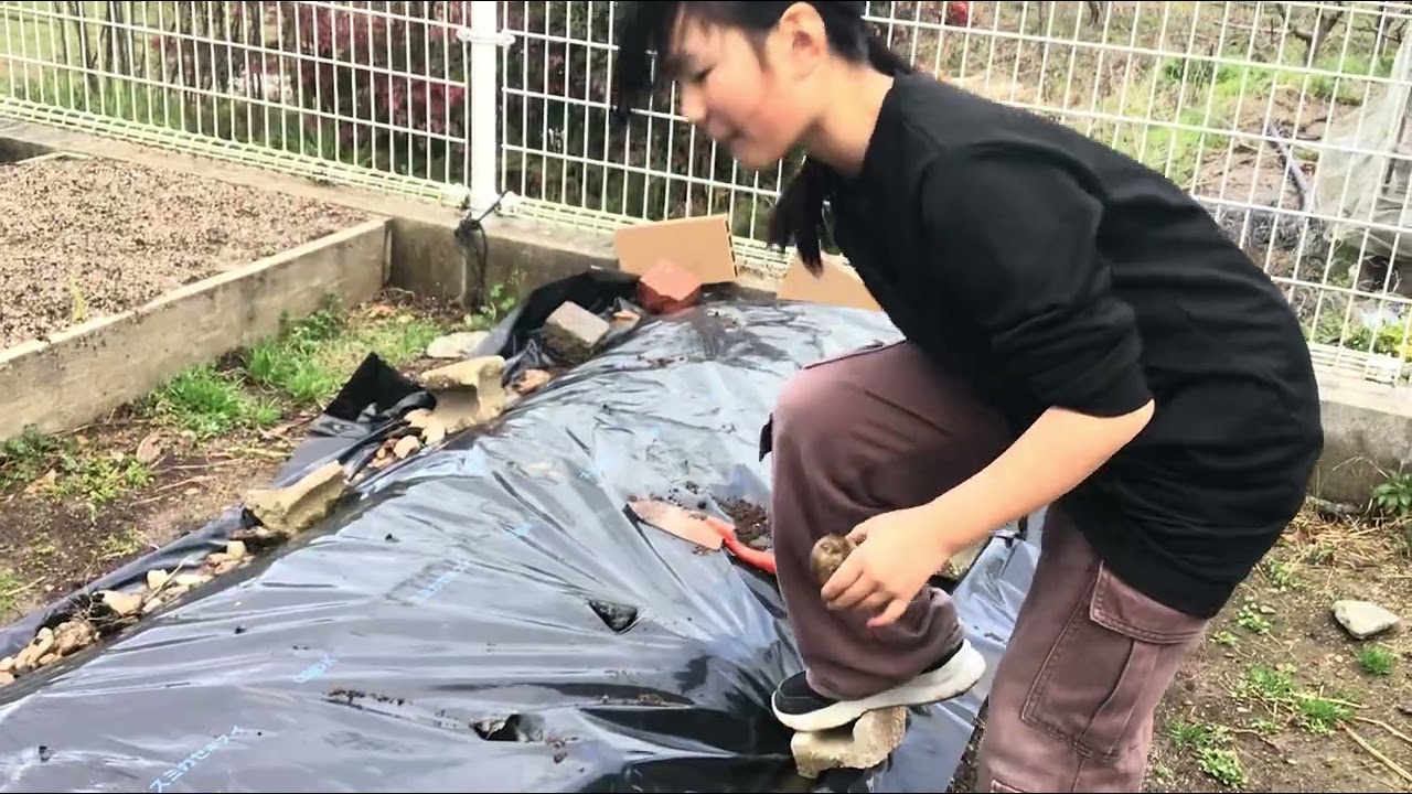 ジャガイモを植えて、園庭も紹介します！