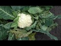 Практический опыт выращивания капусты без рассады