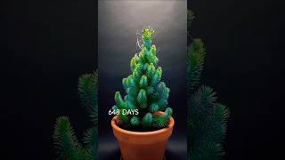 653 days in 60 seconds . stone pine time lapse🎍.#stone pine time lapse 🎍 #timelapse #boxlapse