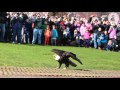 Bald Eagle Rescued from Fishing Line and Released Back Into the Wild