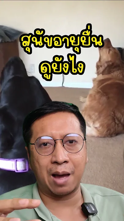 สุนัขอายุ 10 ปี แก่ ไหม สุนัขอายุ 15 ปี สุนัขไทยมีอายุกี่ปี สุนัขแก่ อายุเท่าไหร่ สุนัข อายุ 15 ปี