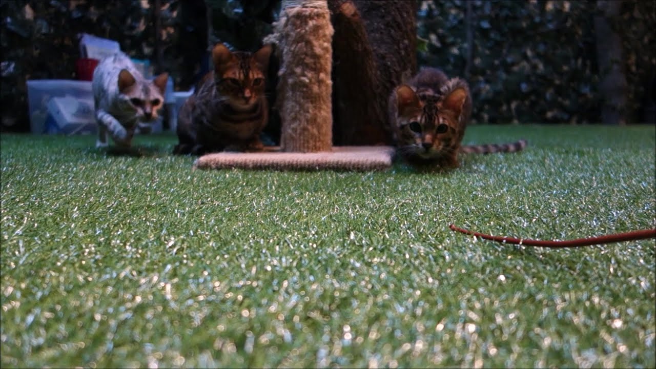 Bengal CAT S Cafe Arashiyama Kyoto Japan Bengal CAT S Cafe Arashiyama Kyoto Japan