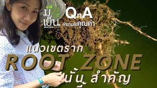 มือเย็น QnA I Root Zone นั้น สำคัญฉะนี้