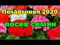 Пеларгония 2020. Посев семян на рассаду. Быстрая всхожесть.