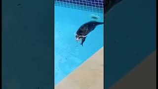 Rato aquatico 2 gamba rato bichinho bicho animal natureza fauna piscina animais