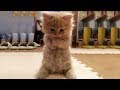 「かわいい猫」 笑わないようにしようとしてください - 最も面白い猫の映画 #163