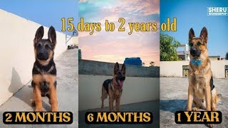 Watch My Puppy Grow | German Shepherd Puppy Growing From Birth to 2 years old | GSD Transformation