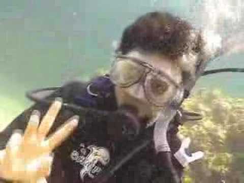 Amazing Fish Feeding and Open Water dive course in...