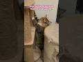 cat's awkward moment # innocence # love #cuteness