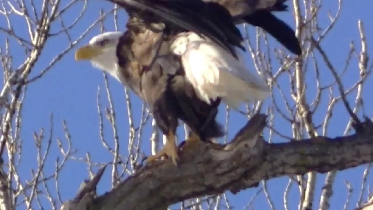 NATURE MINNESOTA IN HD ! ANIMAL LIFE MINNESOTA WATCH IN HD YouTube
