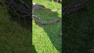 Omg इतन बड अजगर Snake