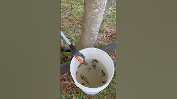 How To Kill Grasshoppers With Soapy Water