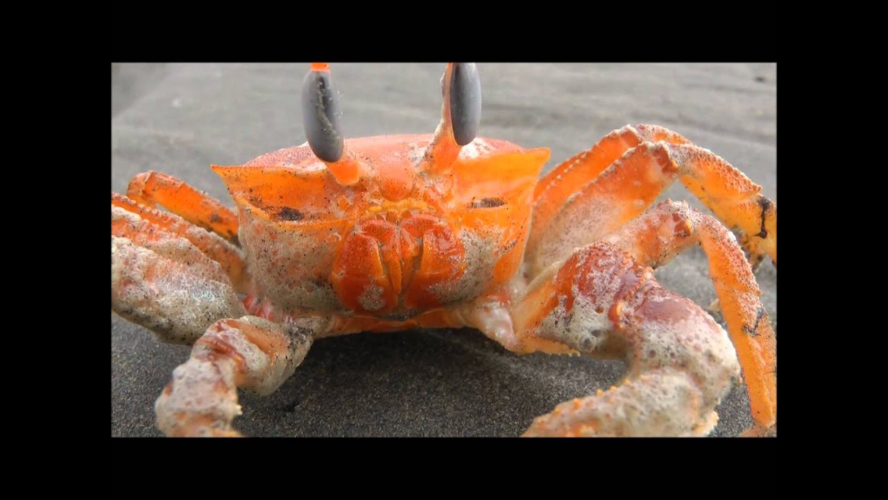 Crazy Crab YouTube