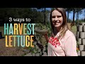 3 ways to harvest lettuce
