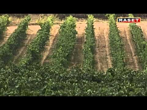 Video: Variedad de uva 