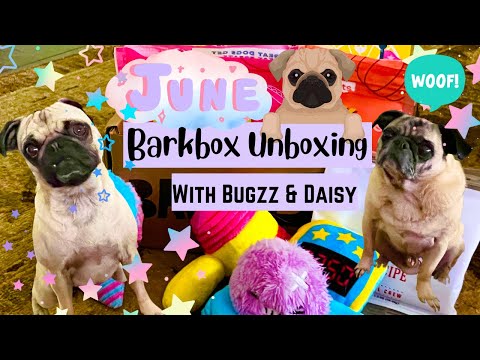 Video: Ti 28 BarkBox Pups so pripravljeni za Valentinovo