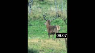 On The Clock - Red Stag