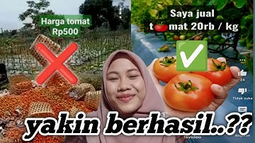 Cara prediksi harga tomat agar pas panen dapat harga mahal