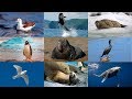 Розвиваюче відео для дітей. Тварини Антарктиди.  Голоса тварин