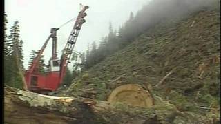 Auditor: B.C. Running Out Of Trees