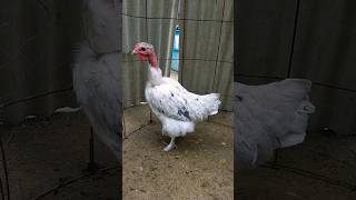 Essa Franguinha Tem As Característica De Polaca Penas Nos Pés E Plumagem Splash