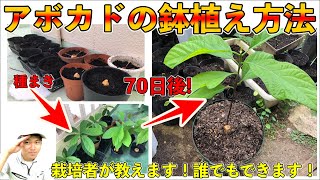 【アボカド鉢植え栽培】鉢増し！植えかえ！土の作り方を紹介！【ガーデニング】【園芸】How to grow potted plants. Introducing how to make soil!