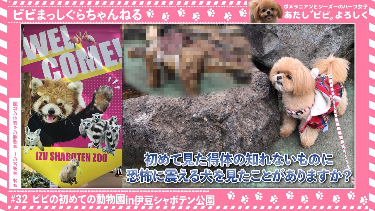 ビビの初めての動物園in伊豆シャボテン公園 Youtube ビビの初めての動物園in伊豆シャボテン公園 Youtube