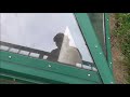 End of video