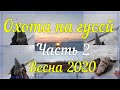 Охота на гусей, весна 2020. Goose hunting. Часть 2. Охота на Камчатке, Пенжина. Охота на севере.