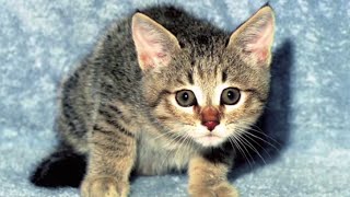 Thumbnail for Google "Cats" Supercut