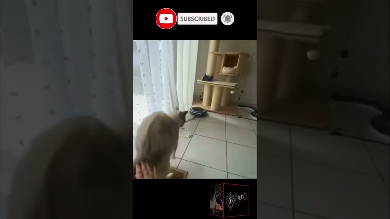 The One-Eighty | Cool Pets