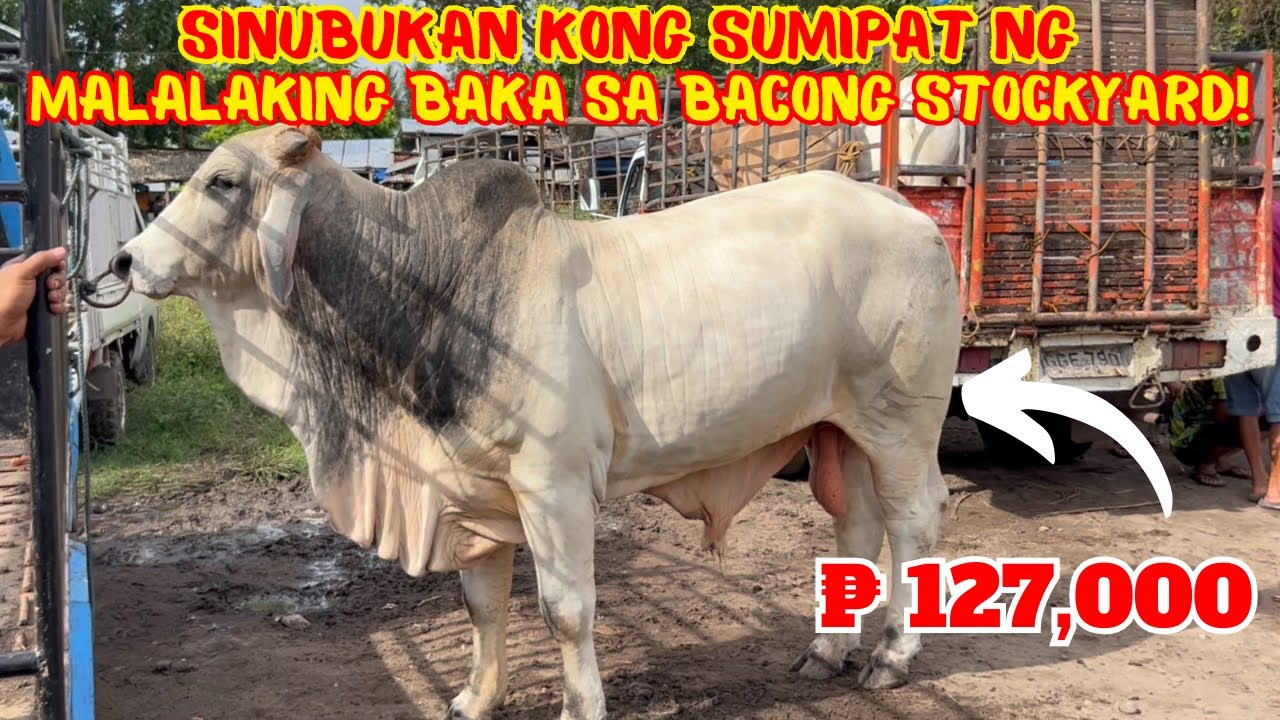 SINUBUKAN KONG SUMIPAT NG MALALAKING BAKA SA BACONG STOCKYARD | SOLLE'S GANDANG BUHAY