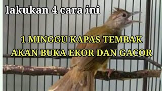 4 cara perawatan agar kapas tembak buka ekor