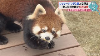 レッサーパンダ　39年ぶり名古屋・東山動植物園で公開へ